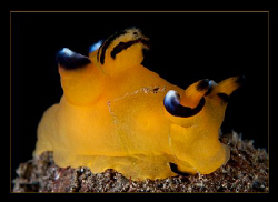 Thecacera Pacifica by Charles Wright 